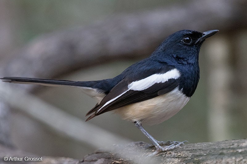 Madagascar Magpie-Robin (White-winged) - ML206110491