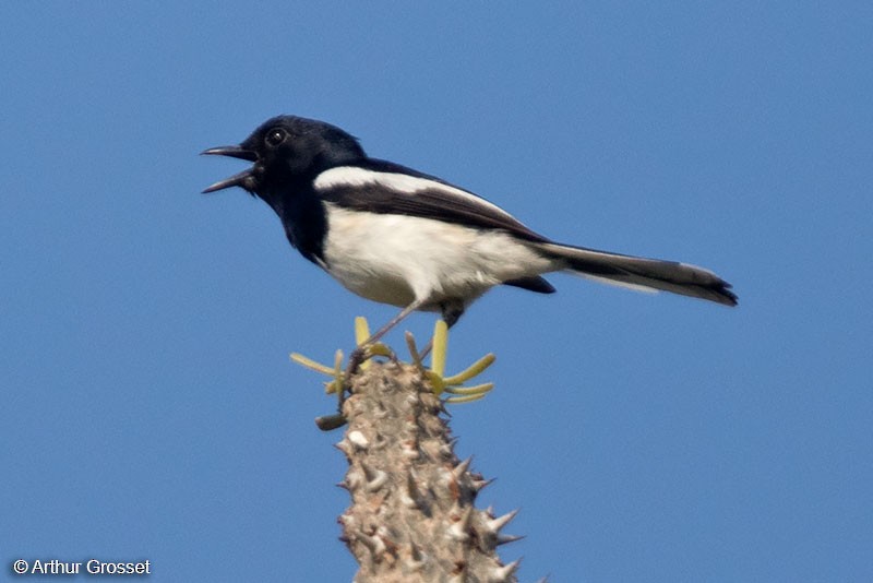 Madagascar Magpie-Robin (White-winged) - ML206110501