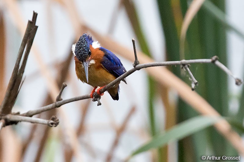 Malagasy Kingfisher - Arthur Grosset