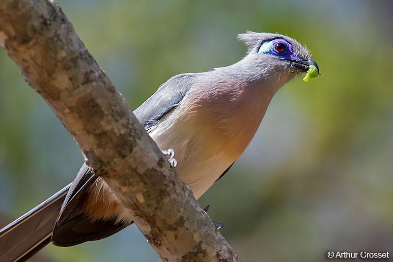 Crested Coua (Chestnut-vented) - ML206110601