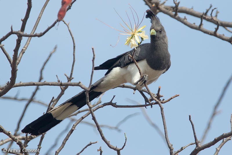 White-bellied Go-away-bird - ML206110681