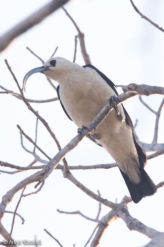 Sickle-billed Vanga - ML206110821