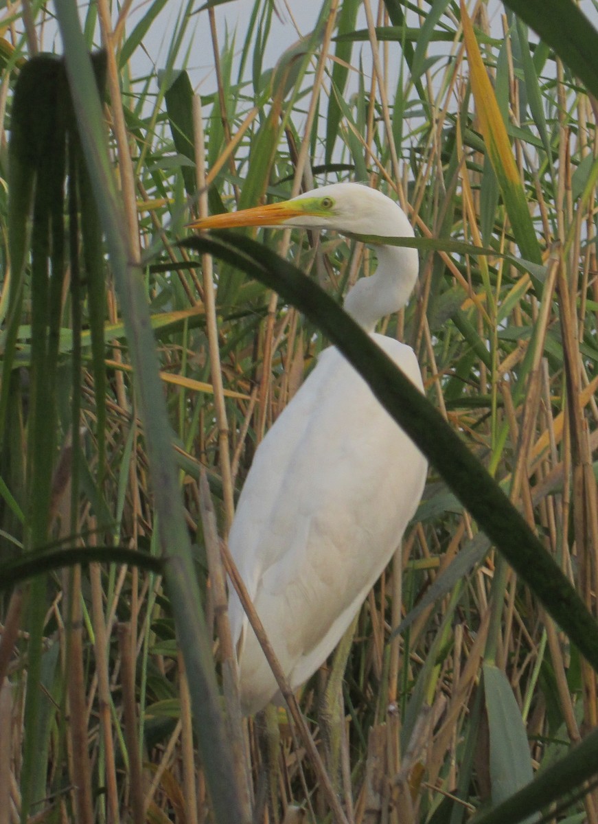 Great Egret (alba) - ML206111421