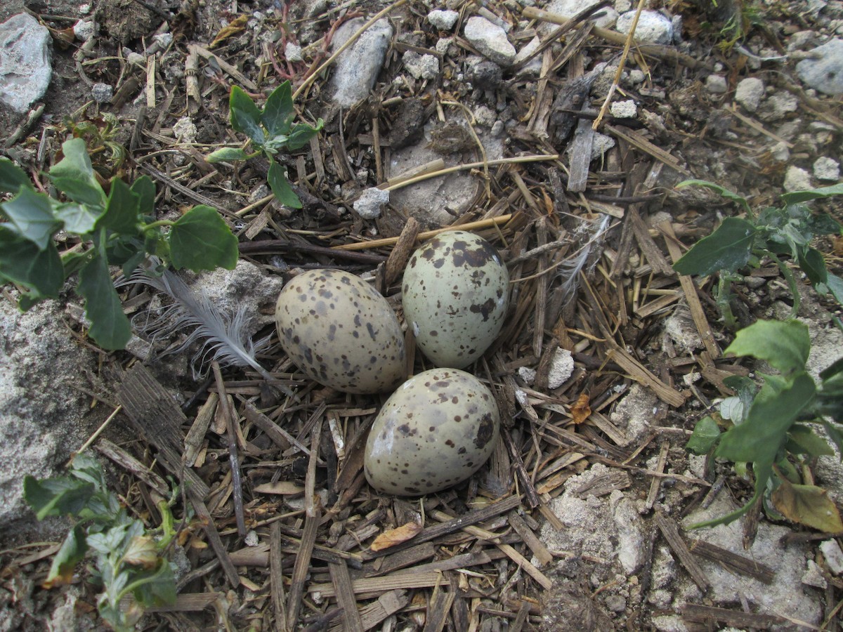 rybák obecný (ssp. hirundo/tibetana) - ML206111431