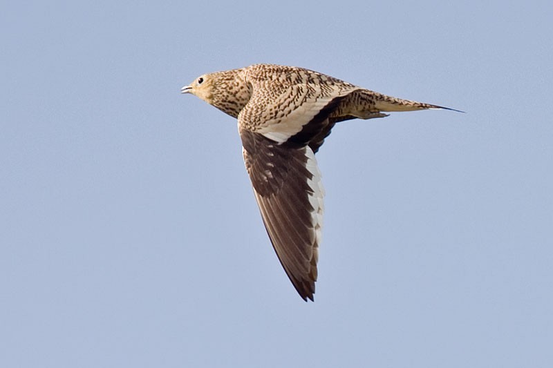 Chestnut-bellied Sandgrouse (Arabian) - Arthur Grosset