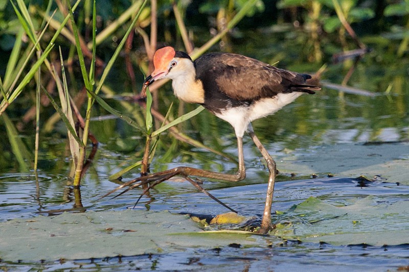 Comb-crested Jacana - Arthur Grosset