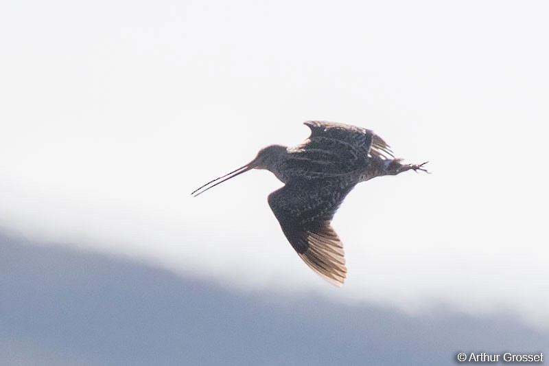 Madagascar Snipe - Arthur Grosset