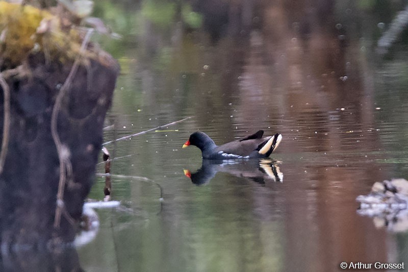 Eurasian Moorhen - Arthur Grosset