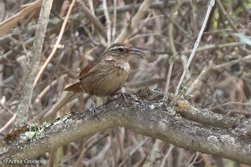 Striated Earthcreeper - ML206112761