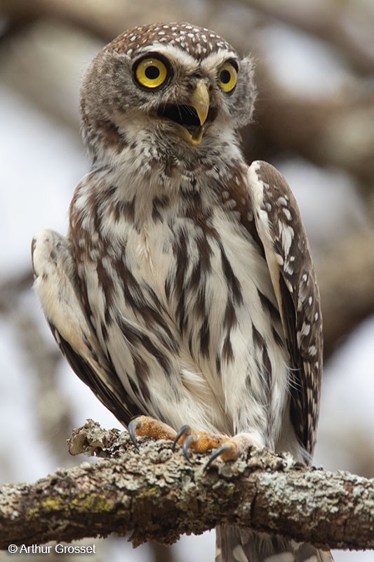 Pearl-spotted Owlet - ML206112781