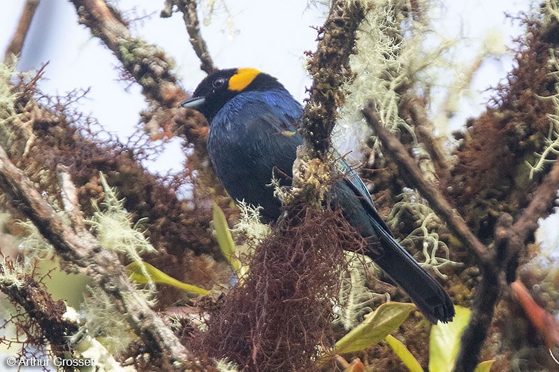 Yellow-scarfed Tanager - Arthur Grosset
