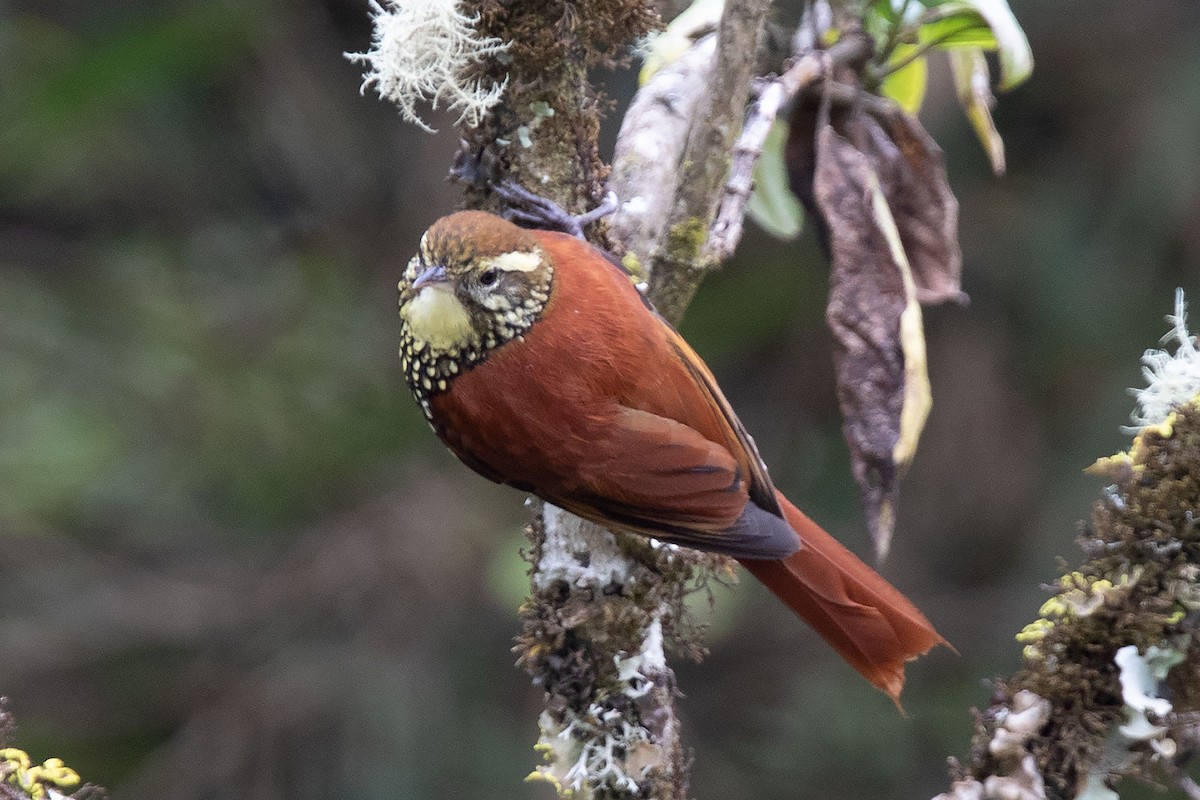 Pearled Treerunner - Arthur Grosset