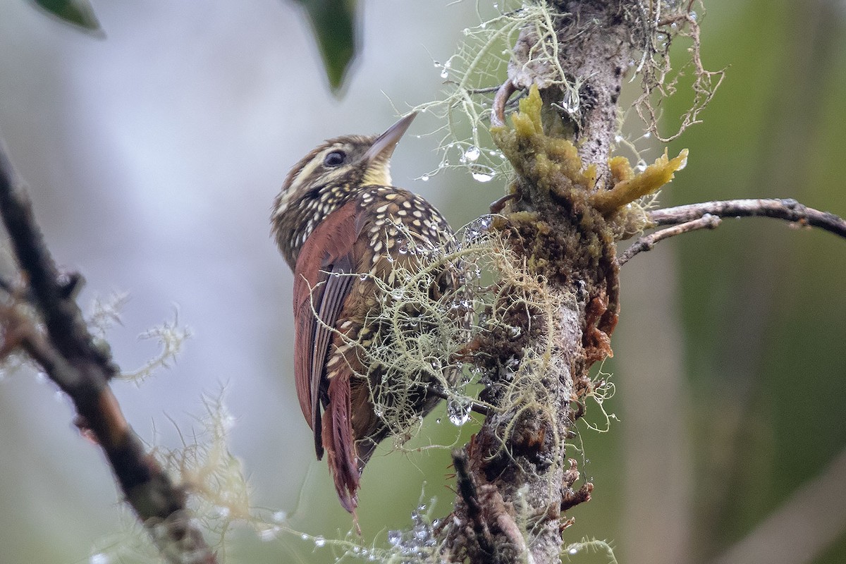 Pearled Treerunner - Arthur Grosset