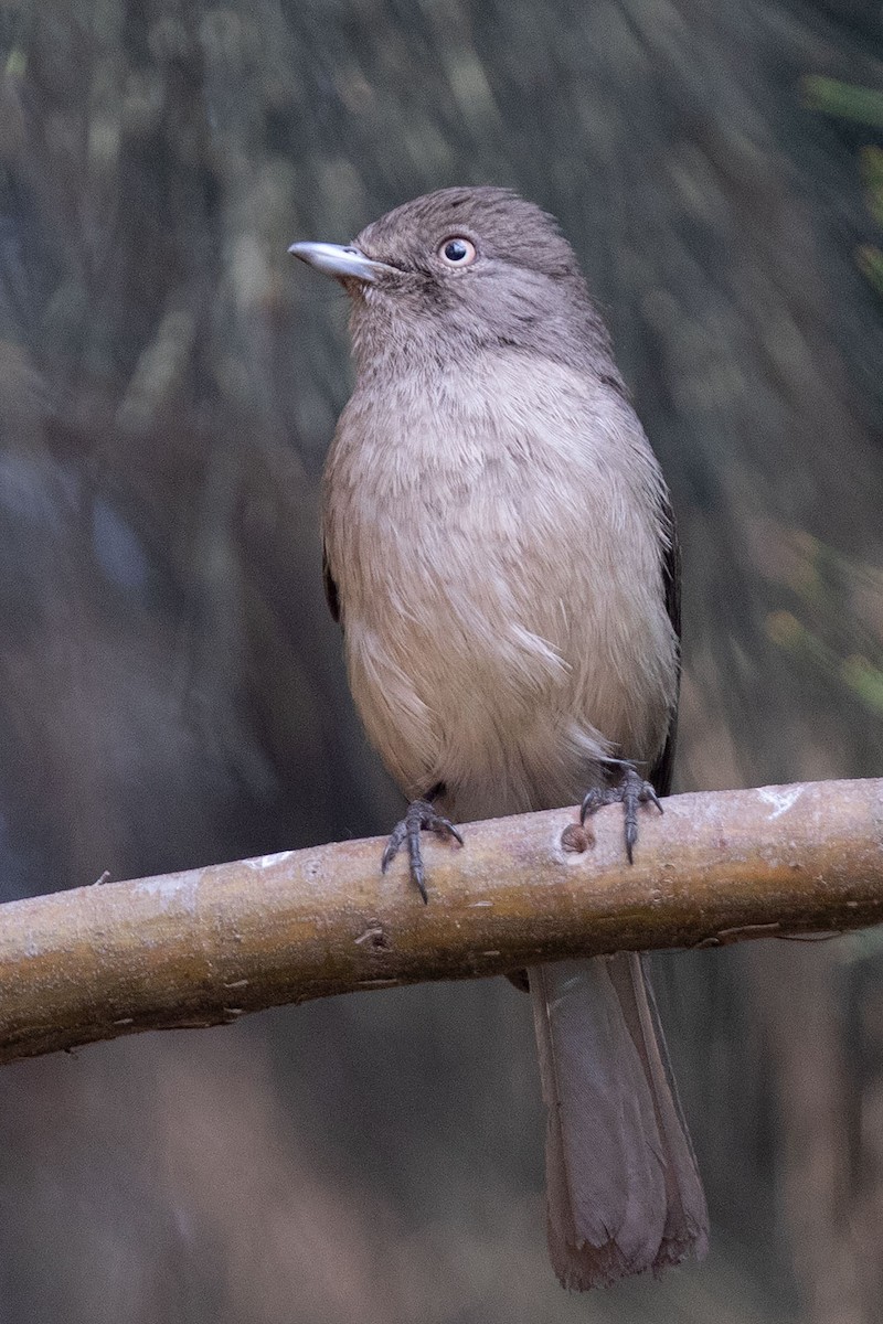 Abyssinian Slaty-Flycatcher - ML206113371