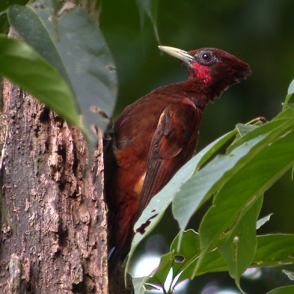 Chestnut Woodpecker - ML206113881