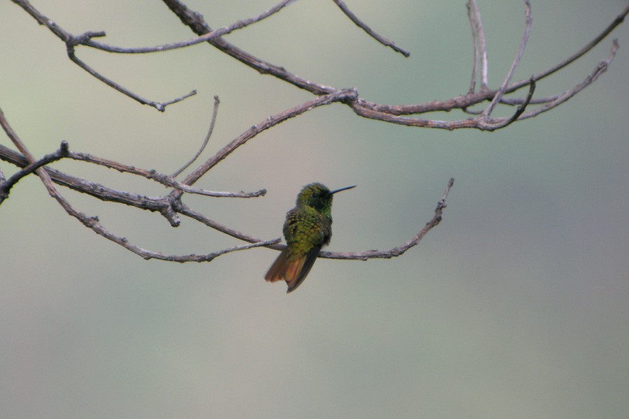 Coppery Emerald - Mark Gurney