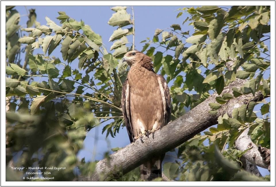 Oriental Honey-buzzard - ML206113921