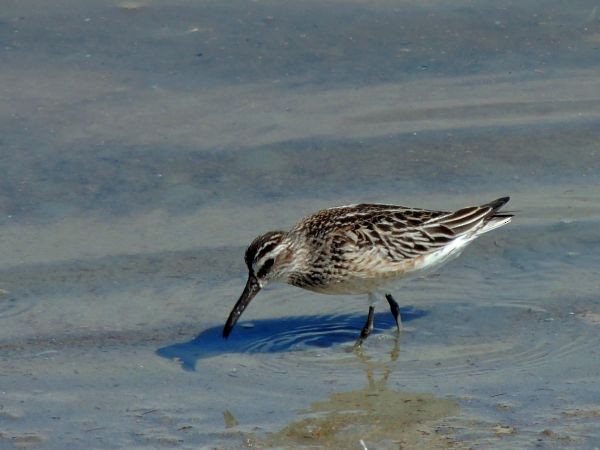 Broad-billed Sandpiper - ML206114031
