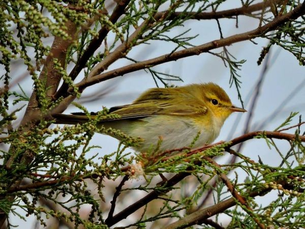 Wood Warbler - ML206114041