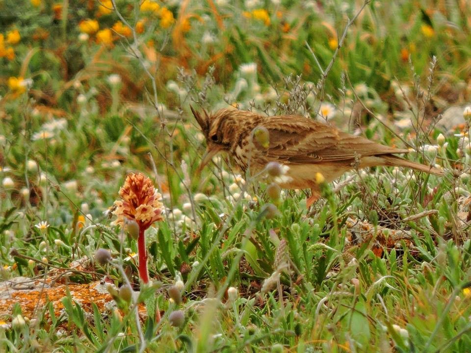 Crested Lark - ML206114051