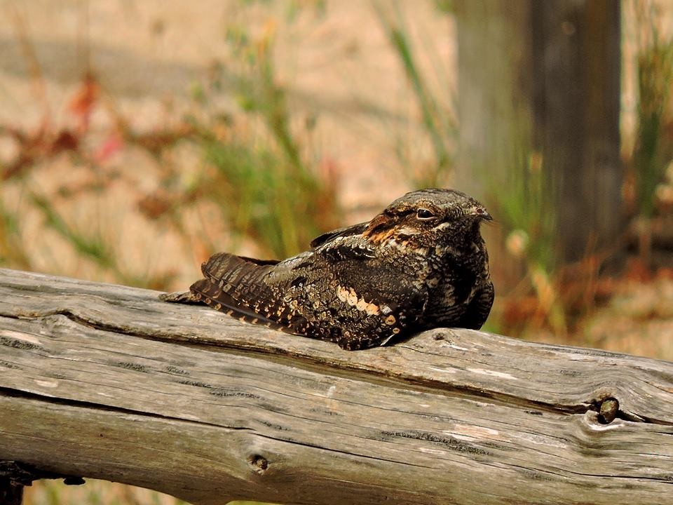 Eurasian Nightjar - ML206114061