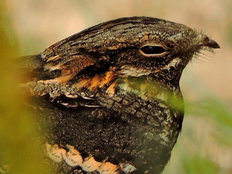 Eurasian Nightjar - ML206114071