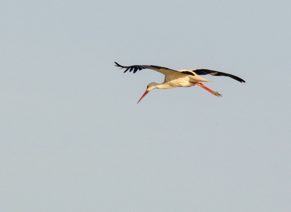 White Stork - ML206114701