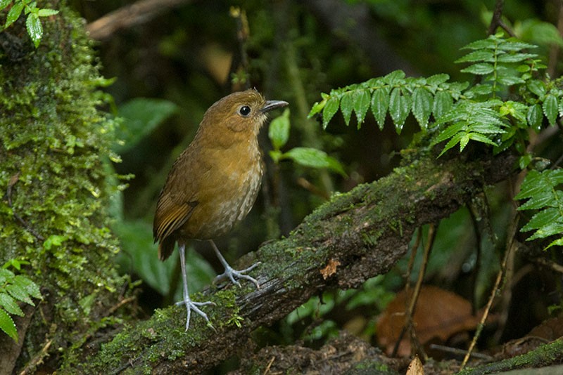 Brown-banded Antpitta - Arthur Grosset