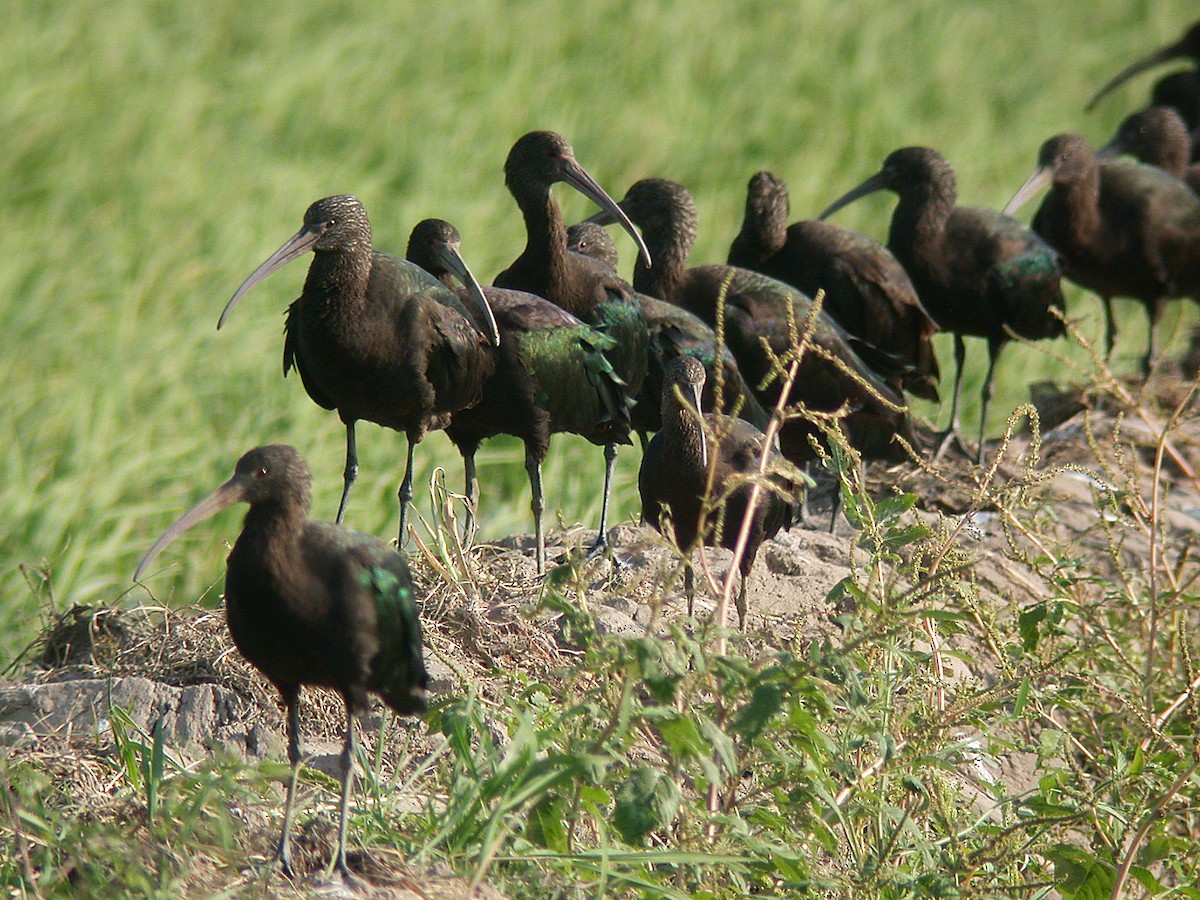 Puna Ibis - ML20611541