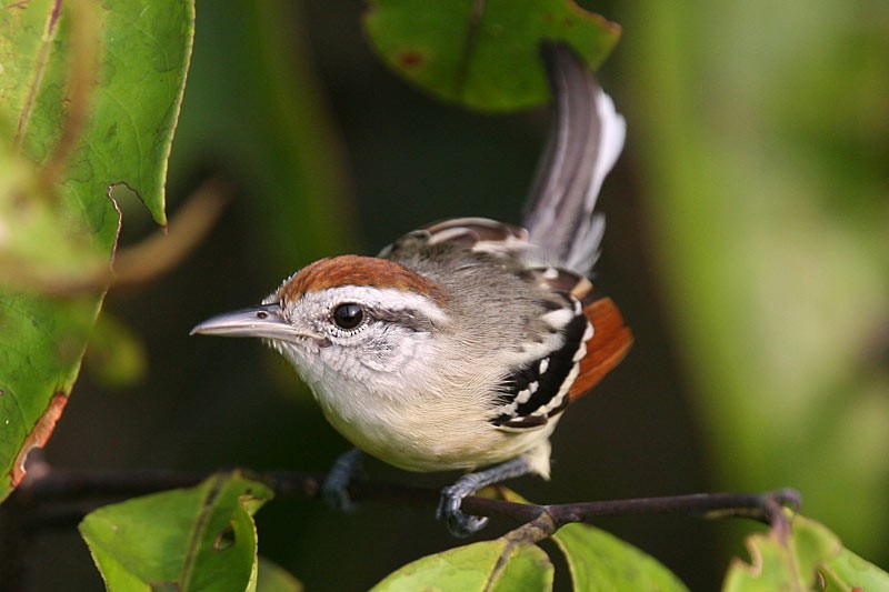 Rusty-winged Antwren - Arthur Grosset