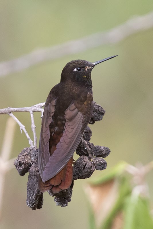 Black Metaltail - Arthur Grosset