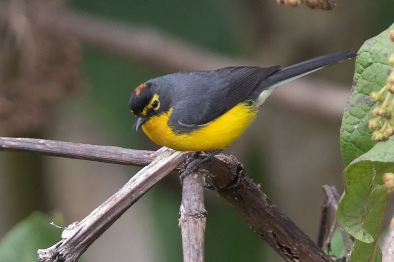 Spectacled Redstart - ML206116001