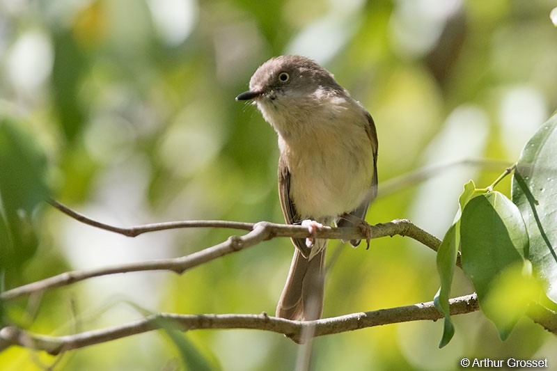 Common Newtonia - Arthur Grosset