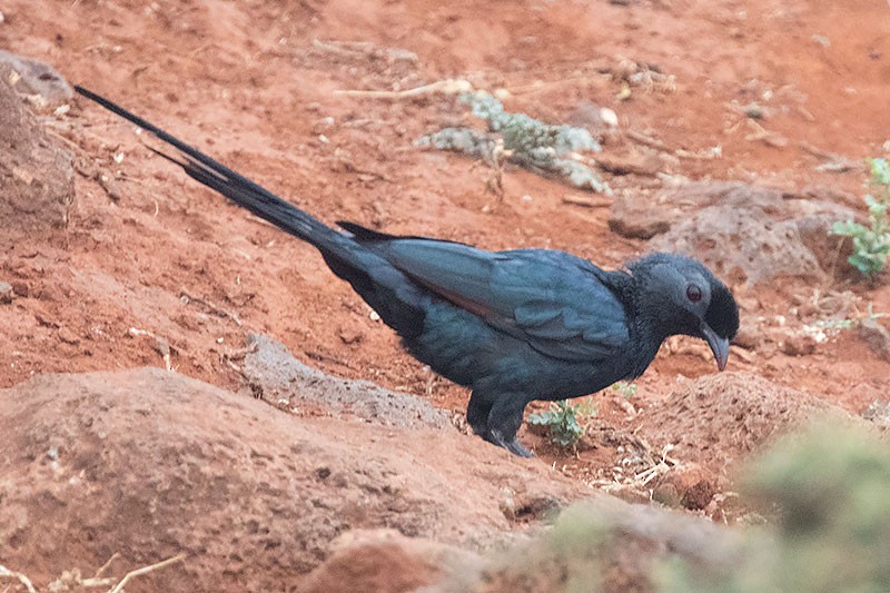 Bristle-crowned Starling - ML206116231