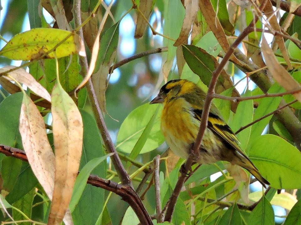 Eurasian Siskin - ML206116251
