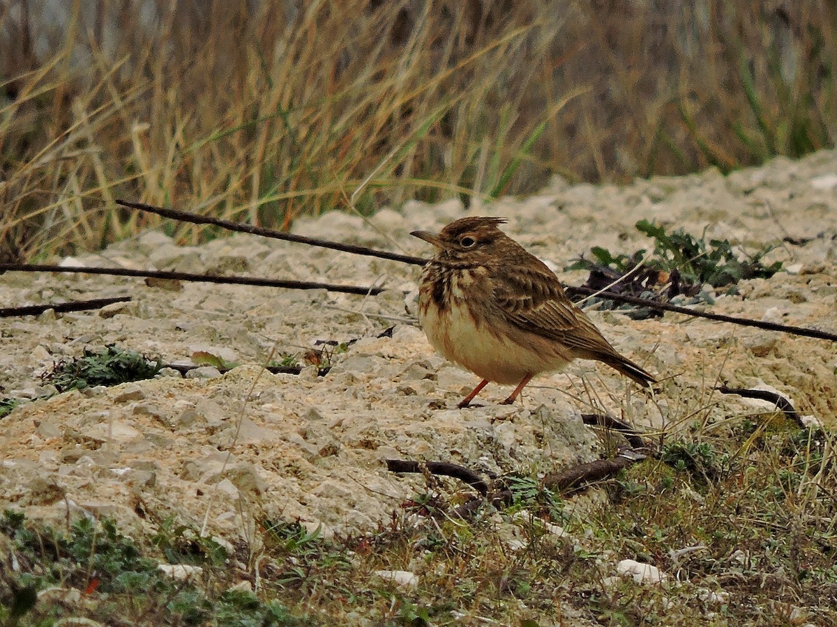Crested Lark - ML206116261