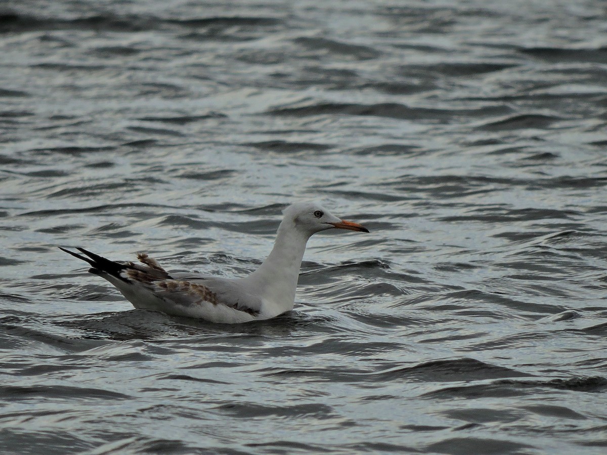 Slender-billed Gull - ML206116271