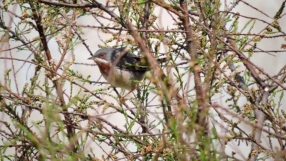 Eastern Subalpine Warbler - ML206116281