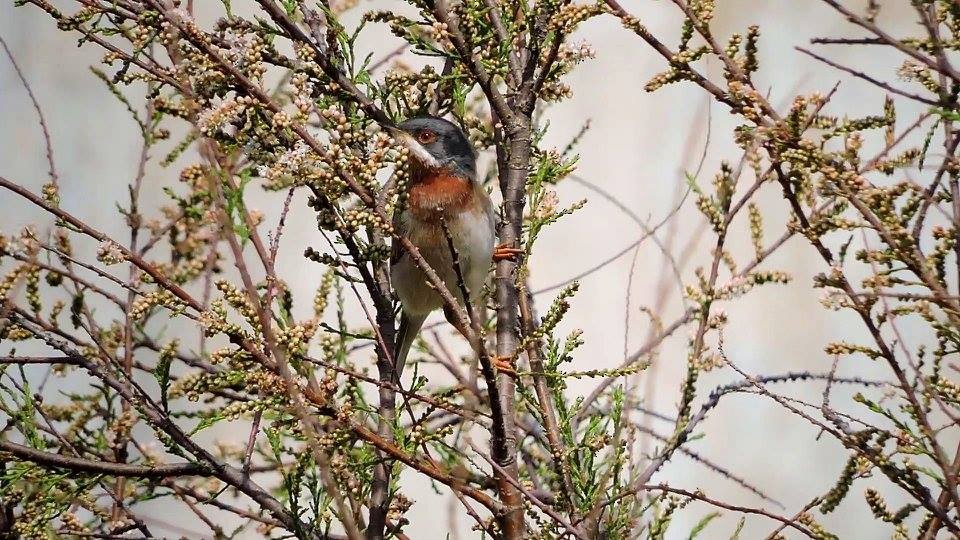 Eastern Subalpine Warbler - ML206116291