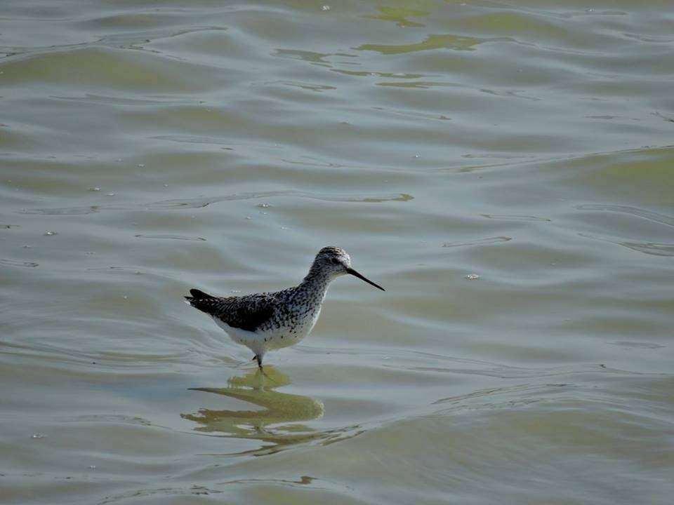 Marsh Sandpiper - ML206116301