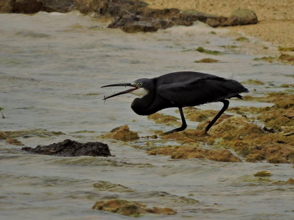 Western Reef-Heron (Western) - ML206116321