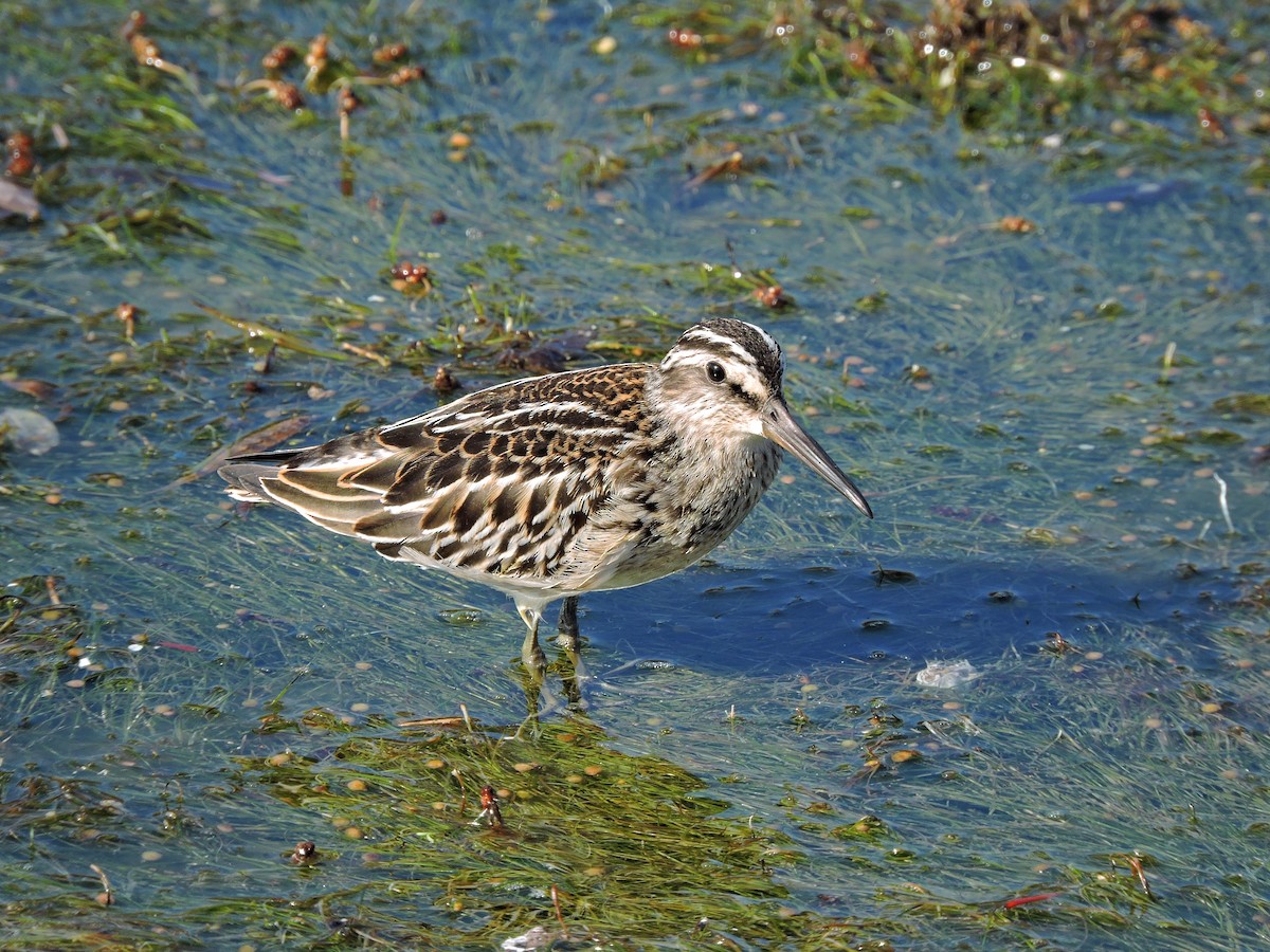 Broad-billed Sandpiper - ML206116331