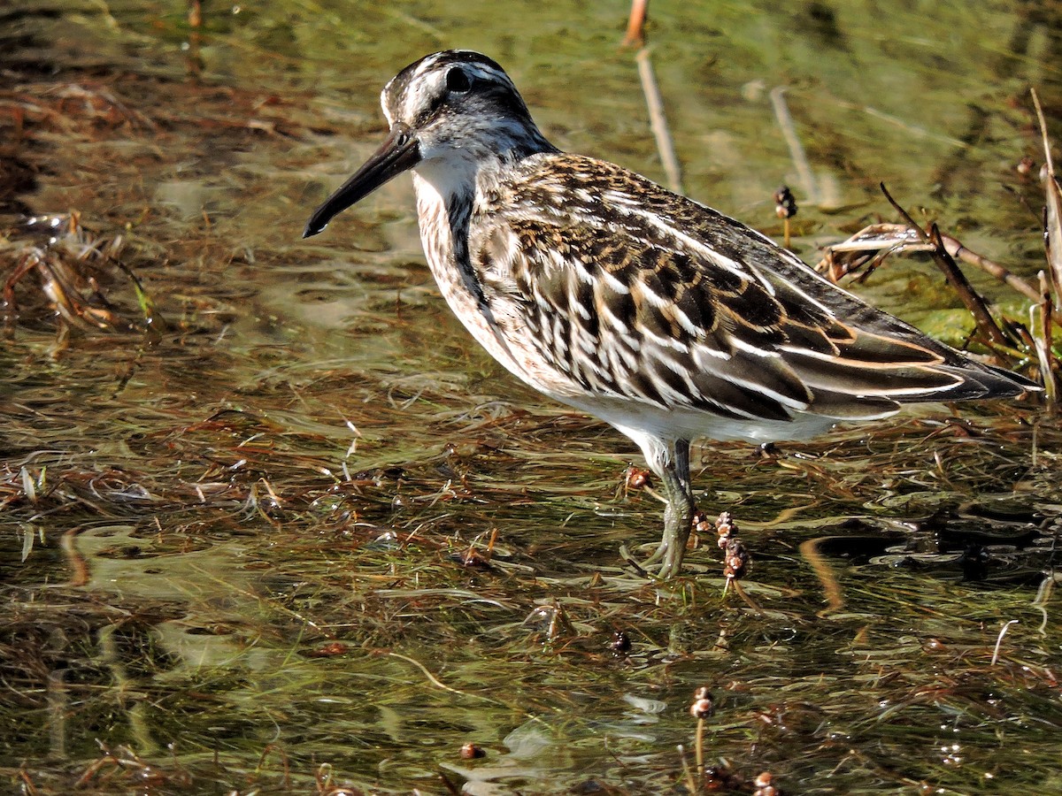 Broad-billed Sandpiper - ML206116341
