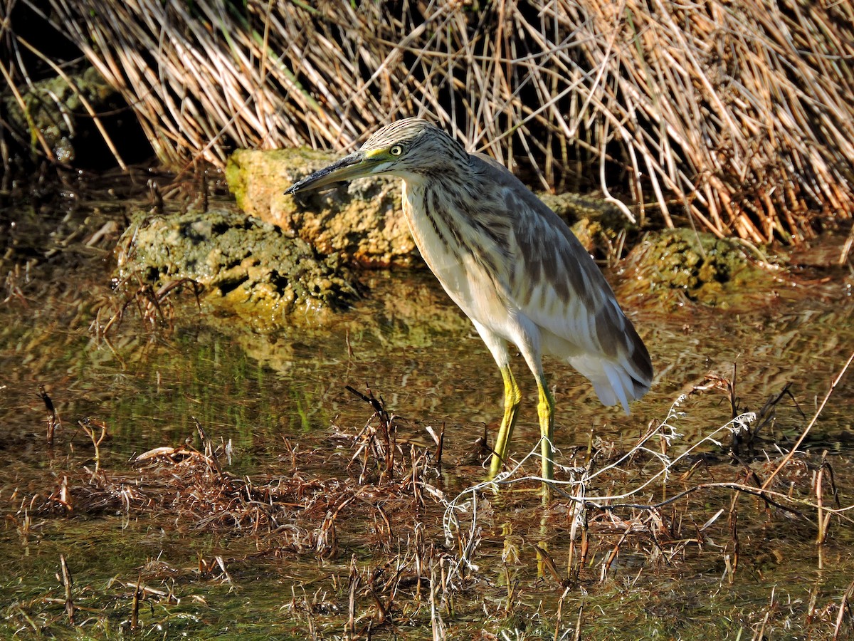 Squacco Heron - ML206116351