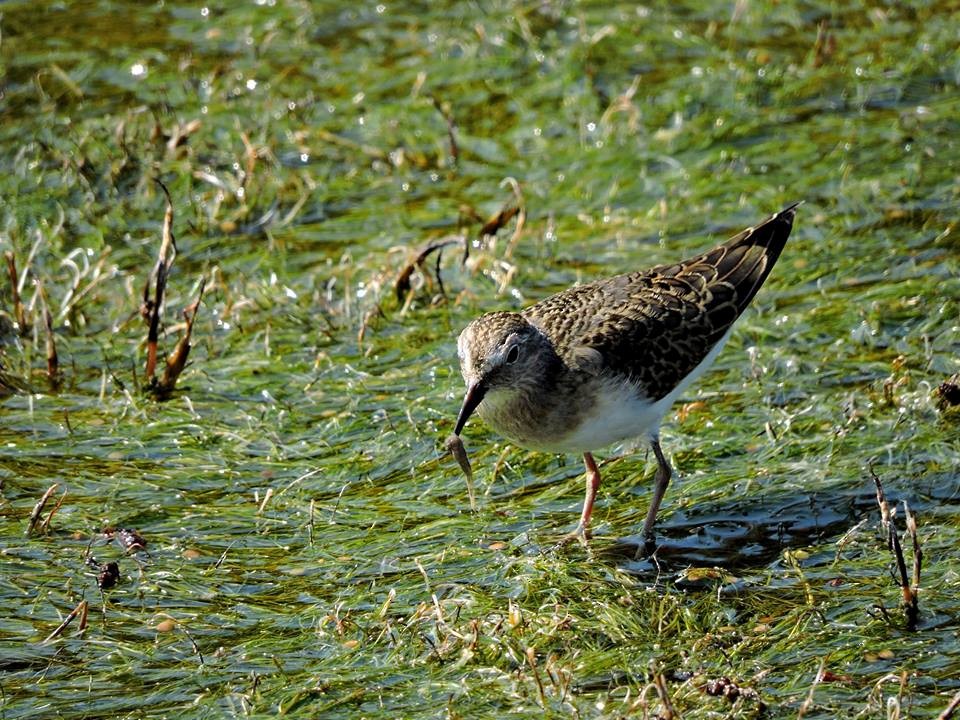 Temminck's Stint - ML206116361