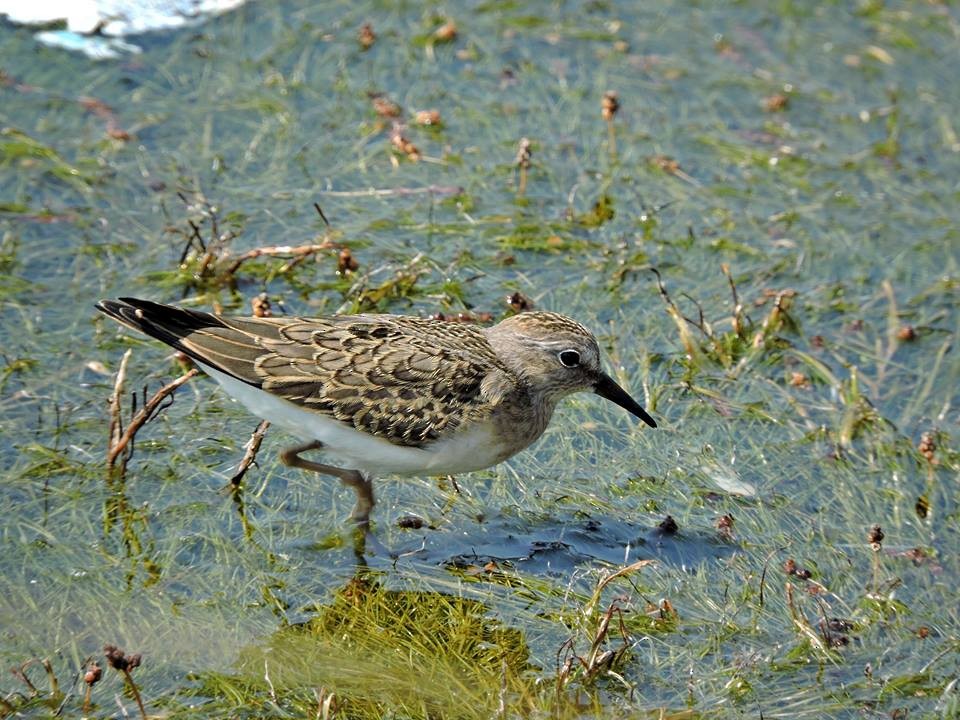 Temminck's Stint - ML206116371