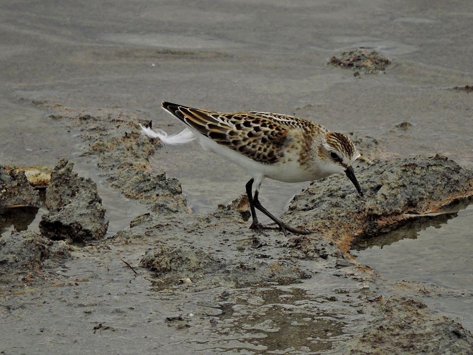 Little Stint - ML206116381