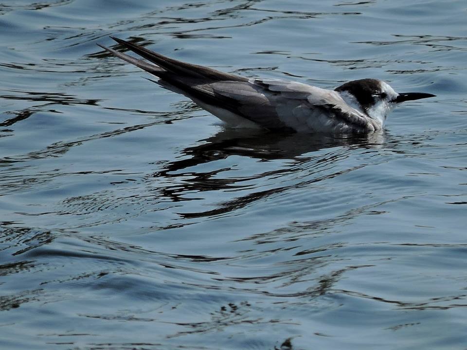 Black Tern (Eurasian) - ML206116391