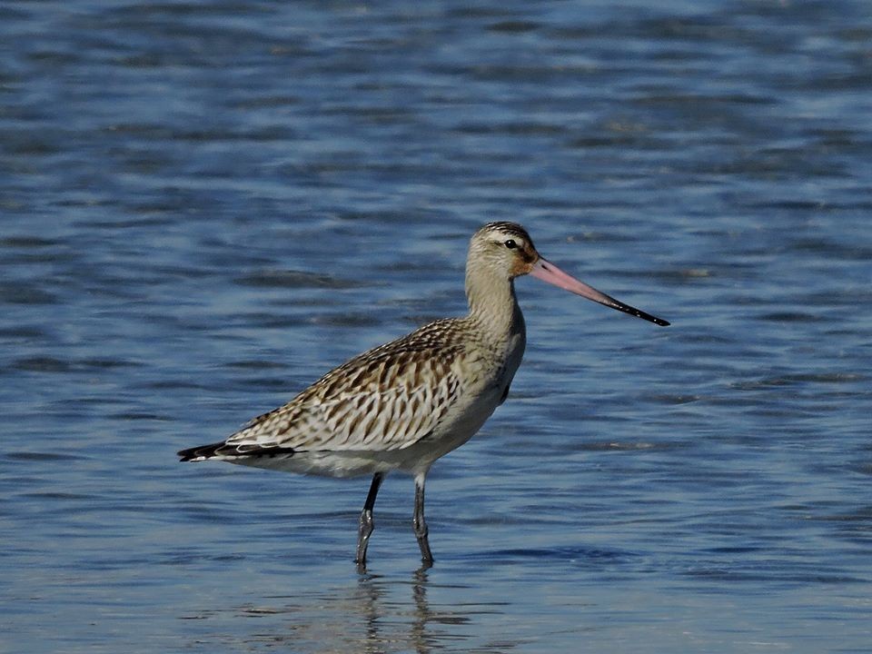 Bar-tailed Godwit (European) - ML206116401