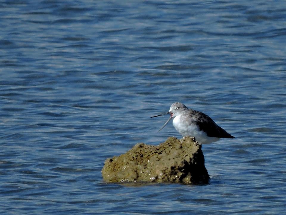 Common Greenshank - ML206116411